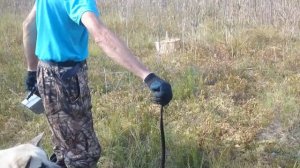 Новокемский,  гадюка на болоте при сборе клюквы, 2019г(5)