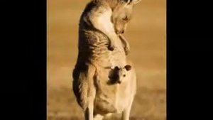 Животные и их детёныши