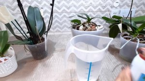 Тестируем препарат Экофус на орхидеях. Для азиатских малышей и реанимашек это то, что нужно!