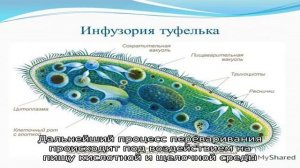 Биология – инфузория туфелька: особенности строения, передвижения и жизнедеятельности, питание, ос.