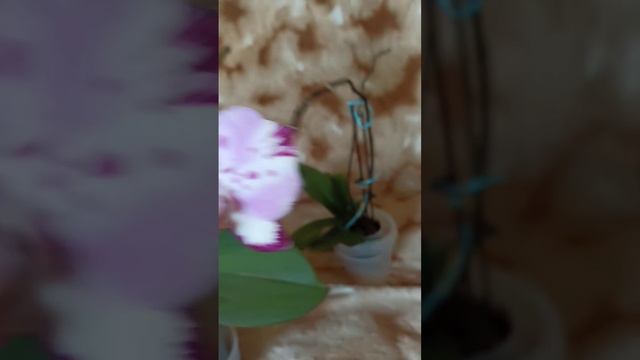 Орхидея Мэджик Арт, бабочка👍Промокод 27% скидка🔥🔥🔥 смотреть онлайн