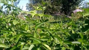 Маракуйя северная.Внимание! Это важно знать.