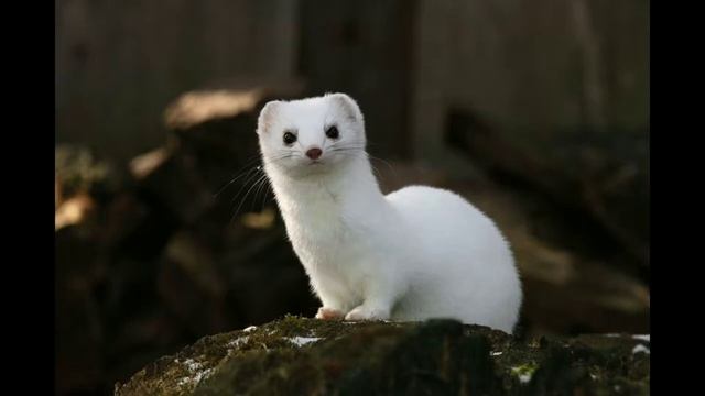 Какое самое милое животное подходит тебе по знаку задиака смотреть онлайн