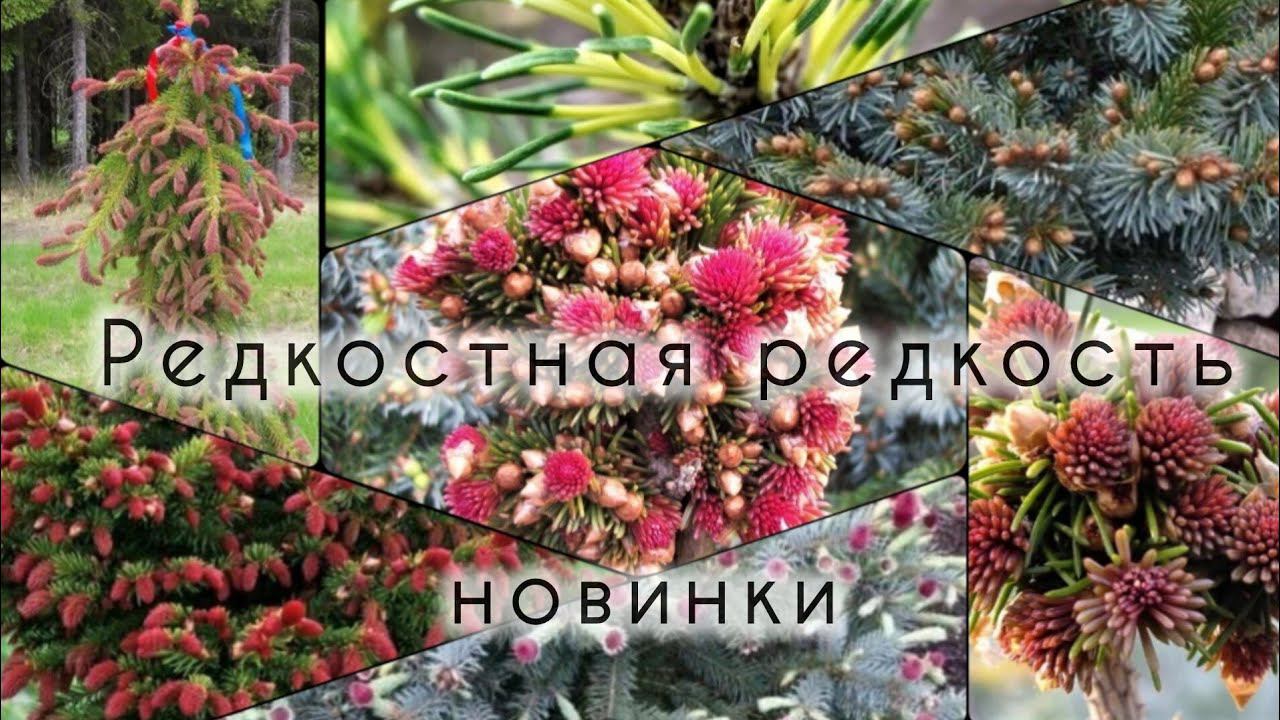 Супер РЕДКИЕ хвойные новинки! Обзор растений из "прикопа" 29 апреля 2024г