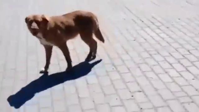 Не проходи мимо, помоги!