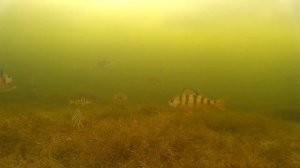 Под лункой много разной рыбы. Поведение рыбы под водой. Подлёдное видео.