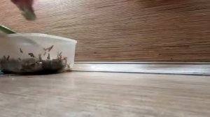 Салат из морской капусты , яйцом и крабовым мясом