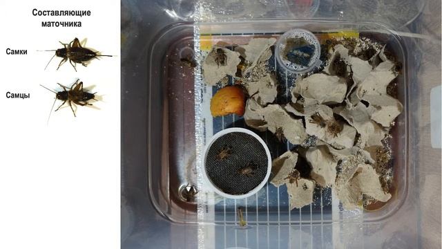 Организация маточника сверчков смотреть онлайн