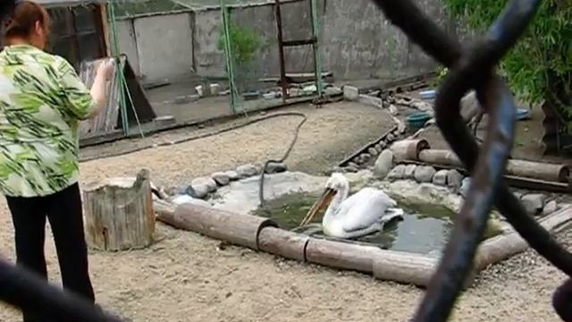 Кормление кудрявого пеликана. 11.06.2017 смотреть онлайн