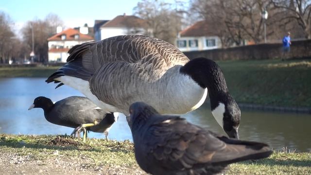 Sony RX100 IV - 4k видео смотреть онлайн