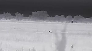 Шакалы рядом с селом ( наблюдение с тепловизора iray saim sct 35 v2 )