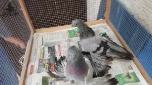 СИЗЫЕ ДВУХЧУБЫЕ ГОЛУБИ  PIGEONS  TAUBE