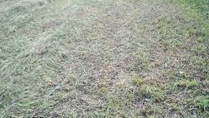 #Лтз60#Грабли ГВК-6"Сгребаем сено"//8июля2020//