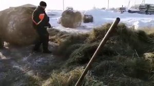 Рабочие будни Крестьян, перепрессовка сена, минитрактор Yanmar + пресс подборщик STAR