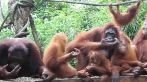 Завтрак с орангутанами (Сингапурский зоопарк)