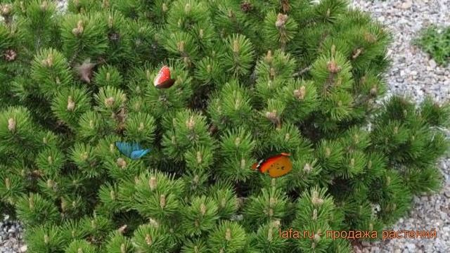 Сосна горная Клостергрюн (pinus mugo) ? Клостергрюн обзор: как сажать, саженцы сосны Клостергрюн