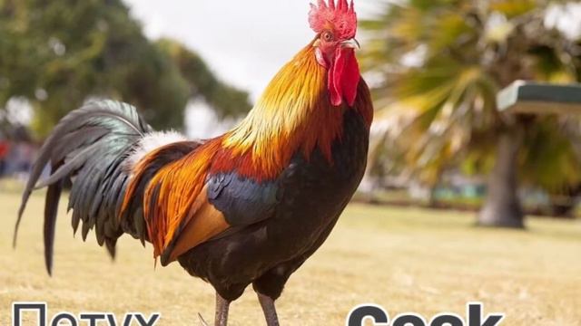 Звуки домашних животных/Pet Sounds