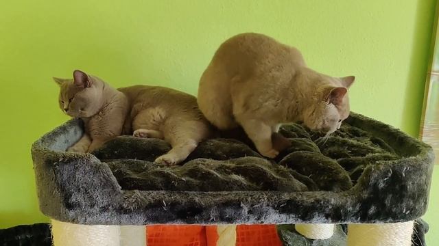Милые видео британских короткошерстных кошек и котят. Смешные и милые животные. Коты кошки