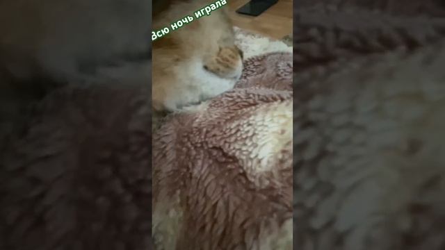 СТРИМ 27 ДЕКАБРЯ ЗАХОДИТЕ СЫЛКА В КОМЕНТАХ♥️♥️♥️♥️ смотреть онлайн