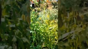 хасмантиум,любимый неприхотливый злак в саду.