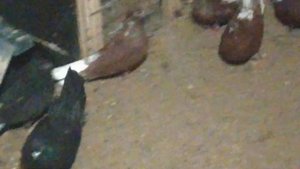 Николаевские голуби(Саратов) ф16 Второе помещение...