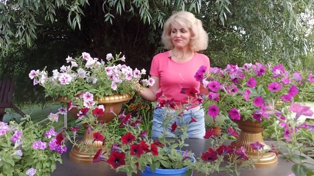 Ампельная петуния. Как ухаживать за ампельной петунией