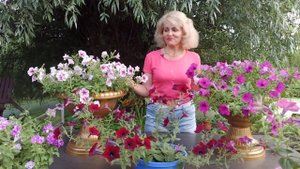 Ампельная петуния. Как ухаживать за ампельной петунией