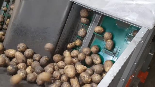 Линия упаковки в сетку машины - сухая очистка овощей СО16, инспекционный стол РИ3Т, СВД 50, МУС25