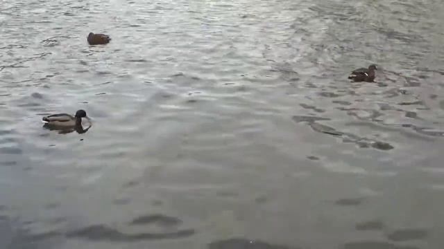 С началом Рождественского Поста - матушка Валентина Корниенко