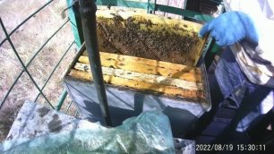 "НАДЕЖДА"- шепчет мёд взял, пчела есть. "ОПЫТ"- готовь "бабки" на покупку пчёл весной.