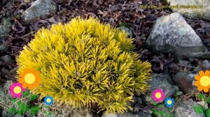 Сосна горная Винтер Голд. Краткий обзор, описание характеристик, где купить pinus mugo Winter Gold