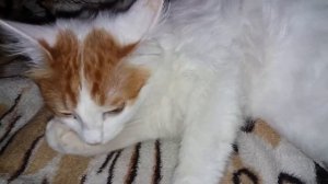 Как отучить кота сосать лапу