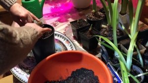 Как заставить гиппеаструм цвести в нужное для Вас время