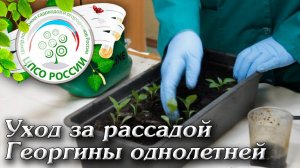 Как правильно подкормить рассаду георгин. Как ухаживать за рассадой георгины однолетней.
