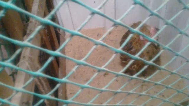 Моя БОЛЬНАЯ КУРОЧКА в САРАЕ. НЕХВАТКА КАЛЬЦИЯ часть 5. 17.01.2019г. смотреть онлайн