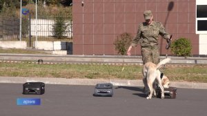 Сегодня - День кинолога