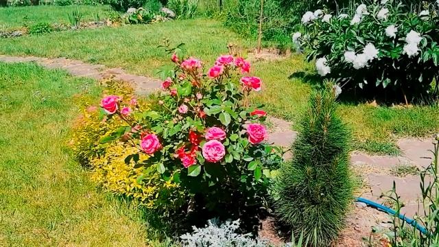 РОЗА Моден Сентенниал! ЗНАКОМЬТЕСЬ с этим сортом. смотреть онлайн