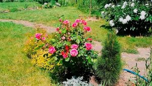 РОЗА Моден Сентенниал! ЗНАКОМЬТЕСЬ с этим сортом.