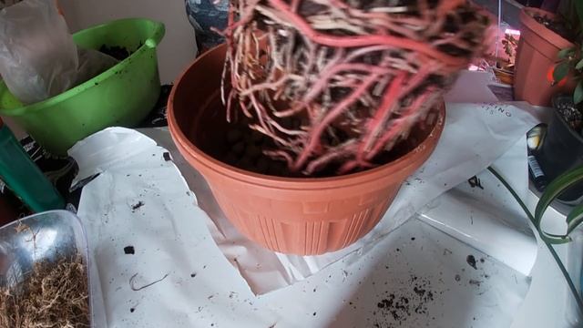 Антуриум из магазина