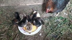Чем кормлю трехсуточных цыплят с квочкой