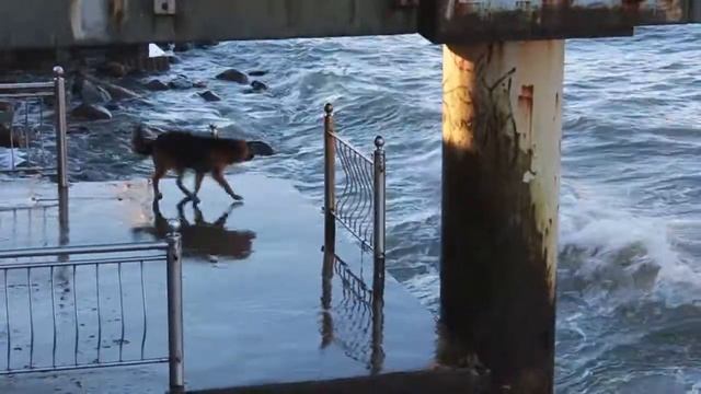 Собака кусает море смотреть онлайн