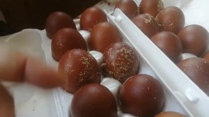 Куры черно-медный и  голубо-медный Маран. Смешивание окрасов.