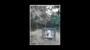 Песен за Таню Енчев