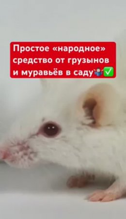 ПРОСТОЕ "народное" средство от мышей и муравьев