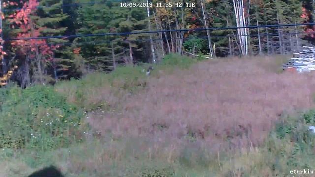 Газификация. Коми. Сыктывкар. Сосновая поляна. 3 линия. смотреть онлайн