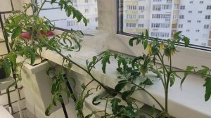 Первый урожай 2 сезон. Помидоры, редиска, зелень, ягода. Гидропоника на балконе против дачи.