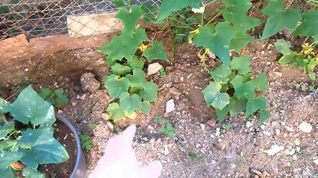 Жизнь в греческой деревне. Солнечный коллектор, мастерская смотреть онлайн