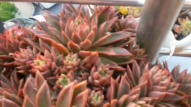 Echeveria Agavoides смотреть онлайн