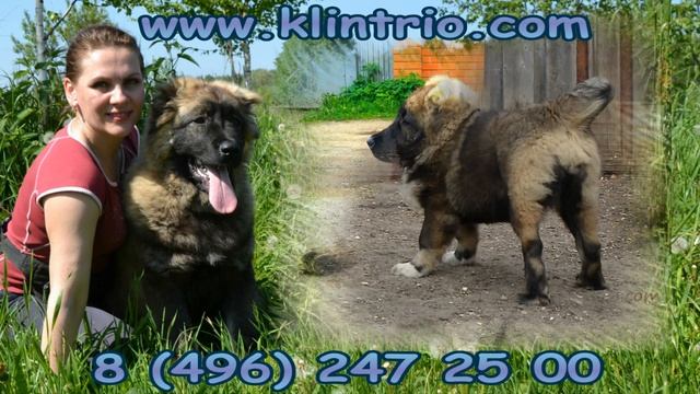 КАВКАЗСКАЯ ОВЧАРКА, ЩЕНКИ 4 МЕСЯЦА. смотреть онлайн