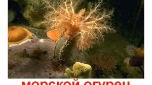 Животные беспозвоночные моллюски звук